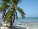 Casona Palm Tree.jpg